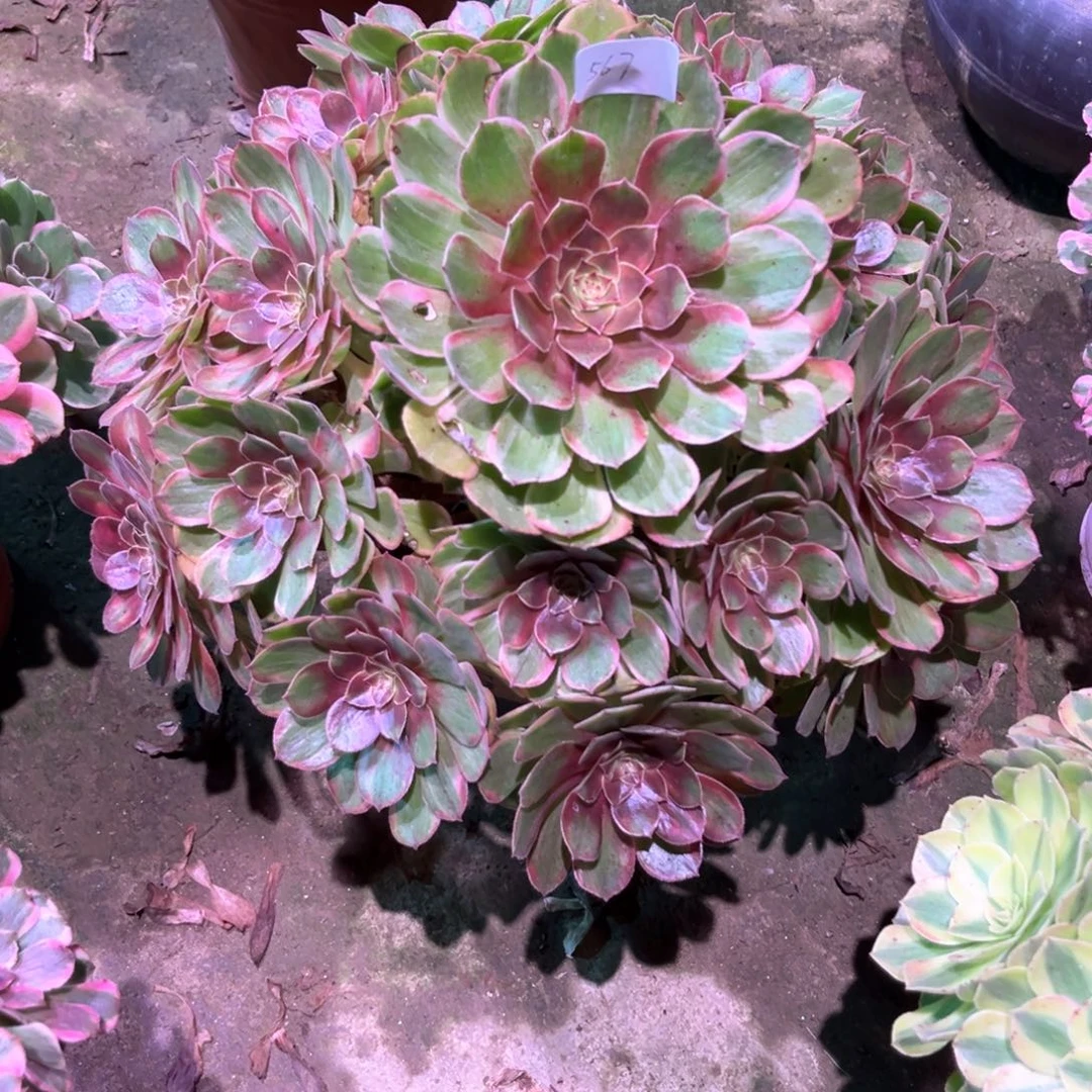 多肉植物万七彩567
