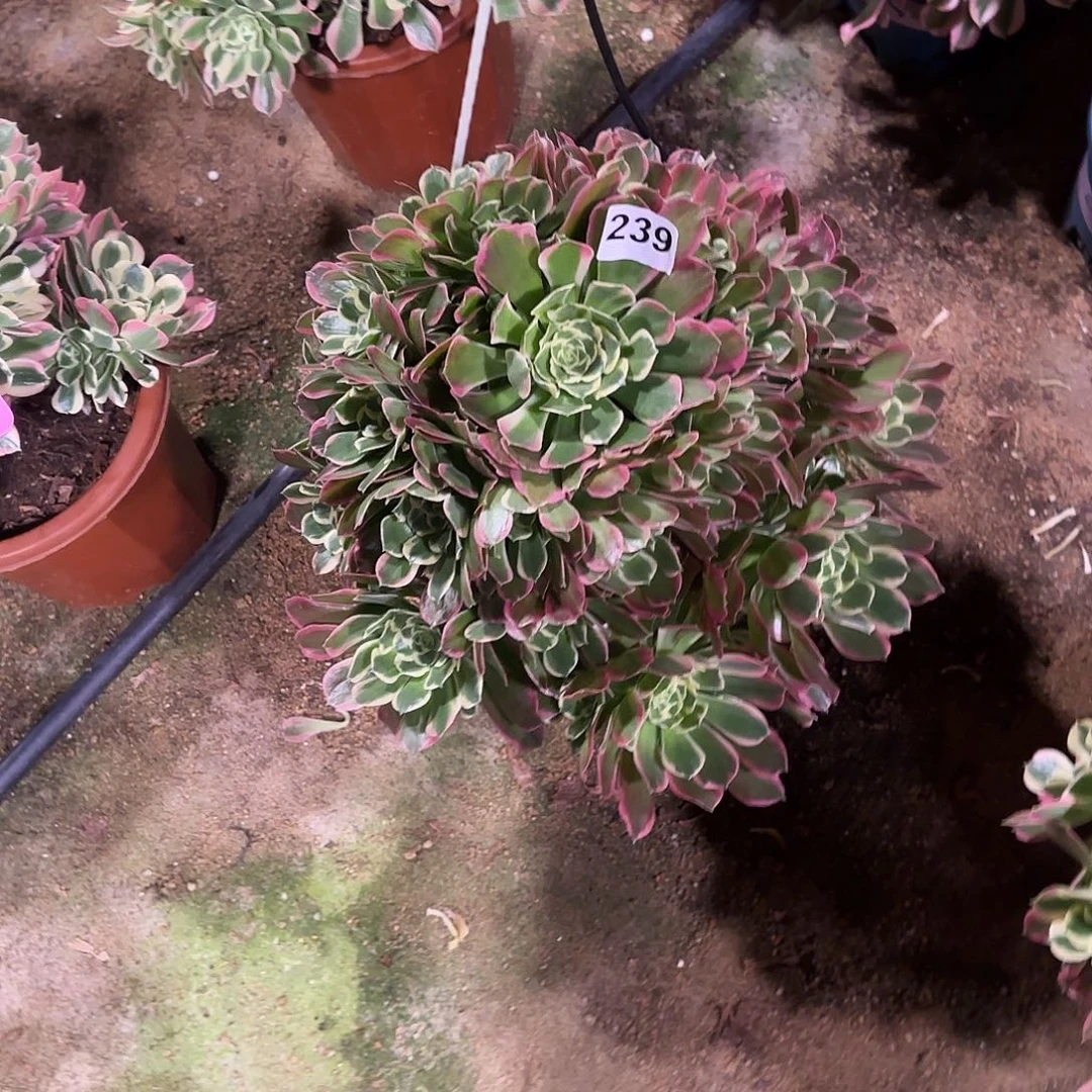 多肉植物雨花石239