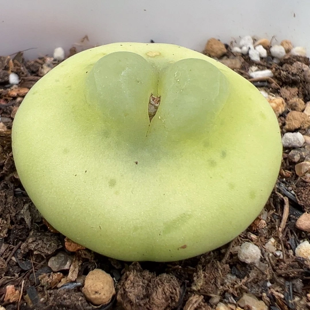 2.13好看的多肉365