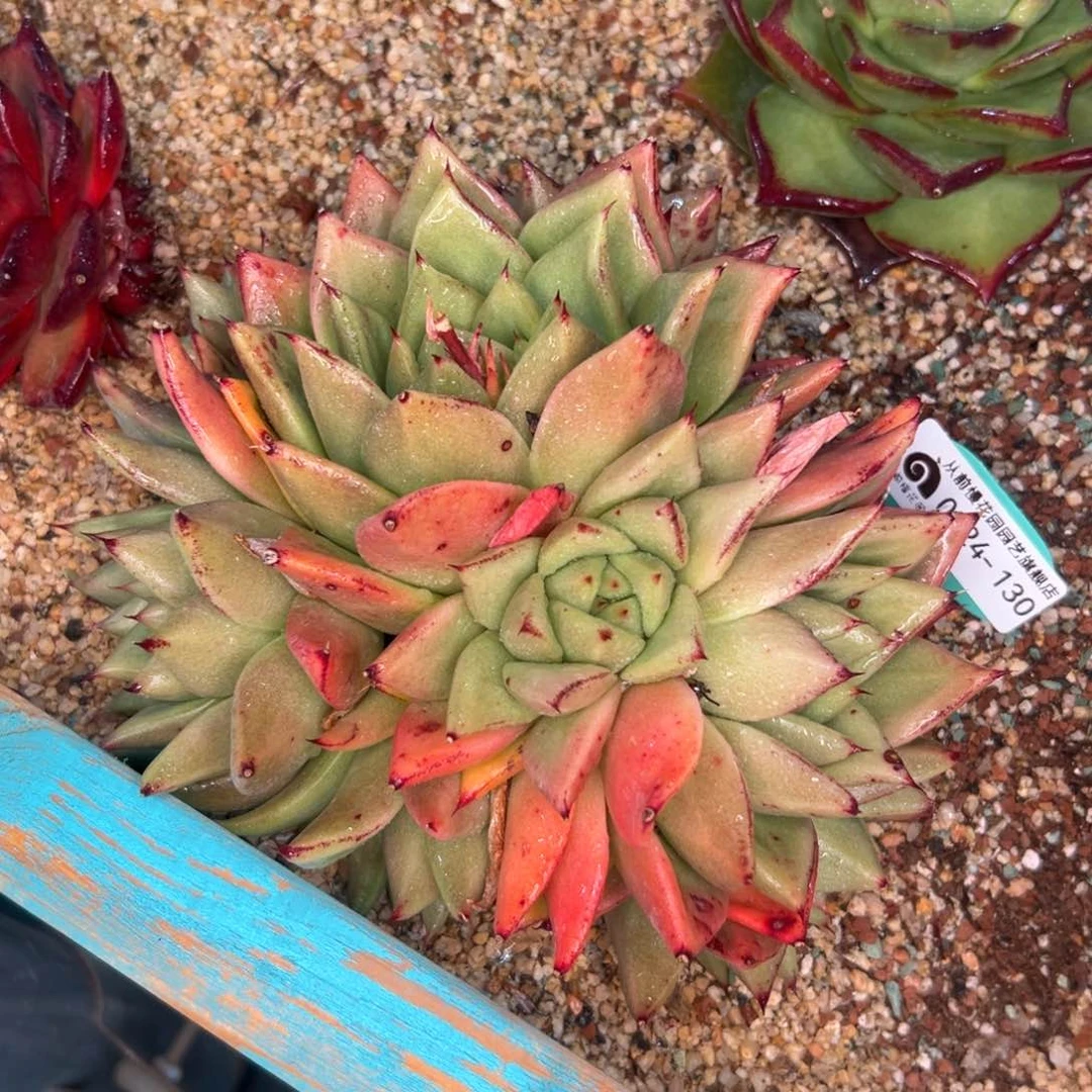 多肉一物一拍0224-130