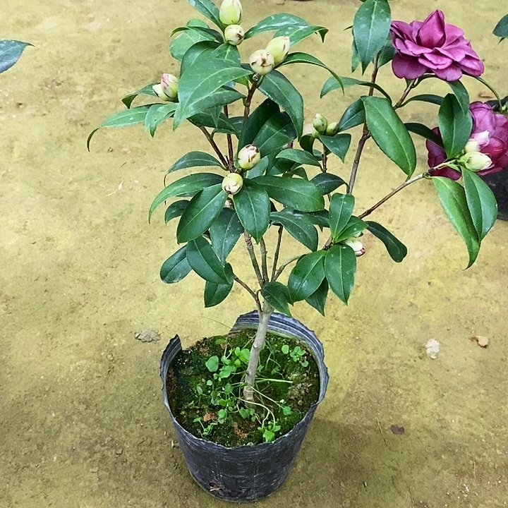 紫玫瑰。 茶花。      52高。