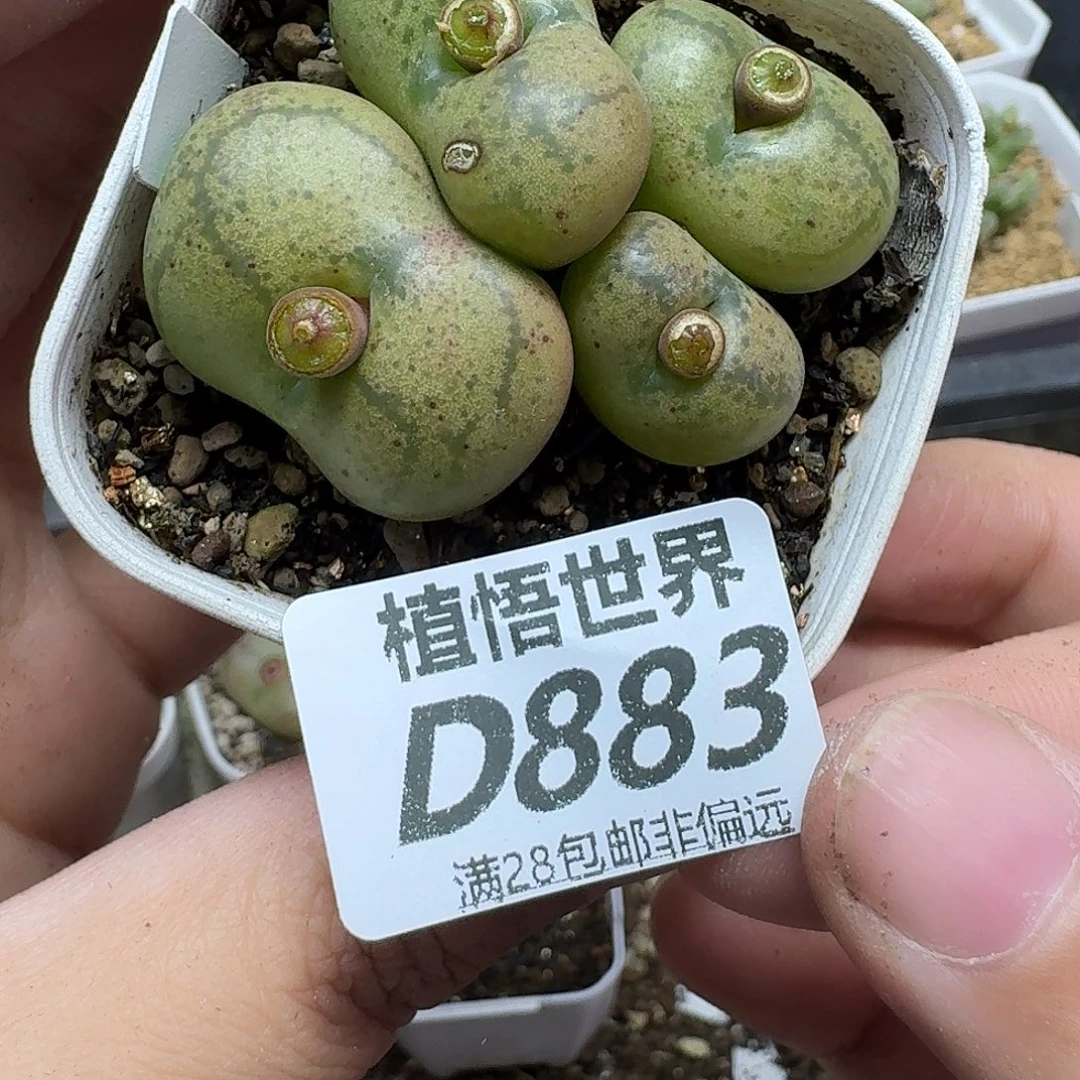 多肉植物的润泽ghn