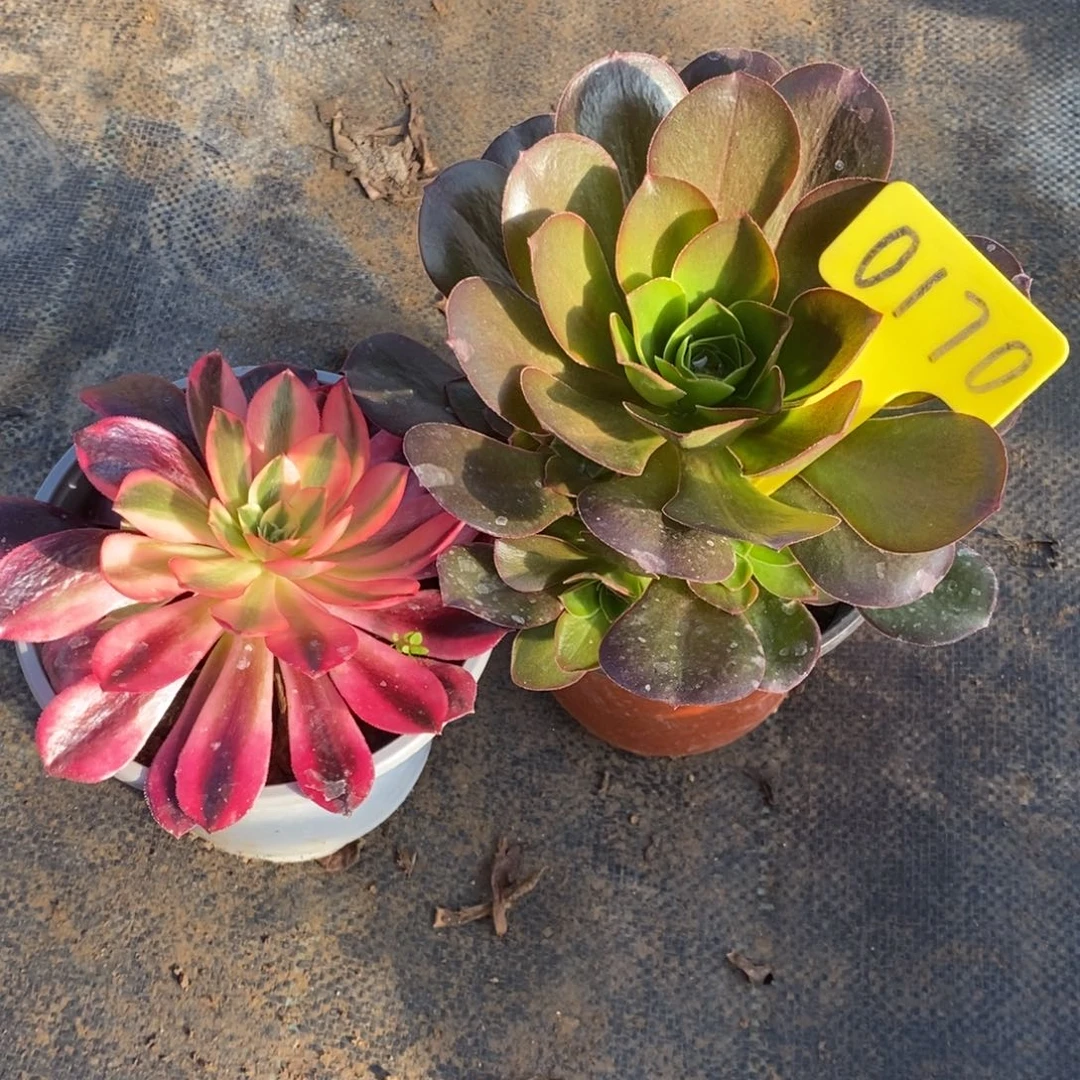 红陶170魅金玫瑰一组