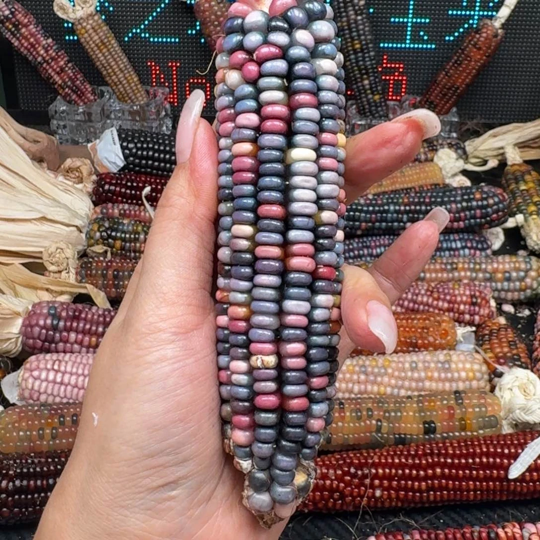 柏香籽/百香籽吊坠皮*?