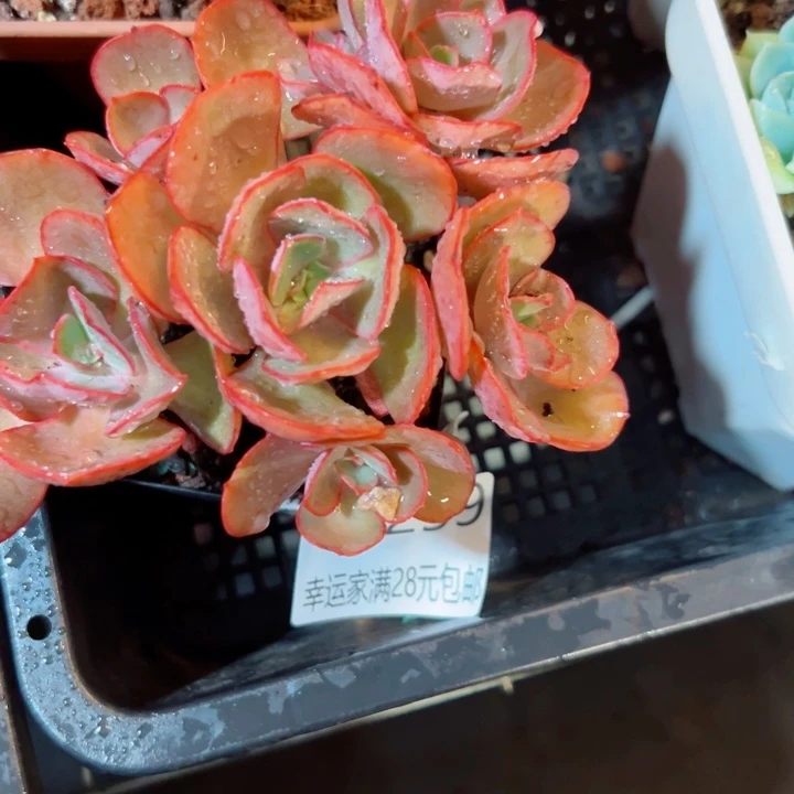 幸运的是我还没遇到你