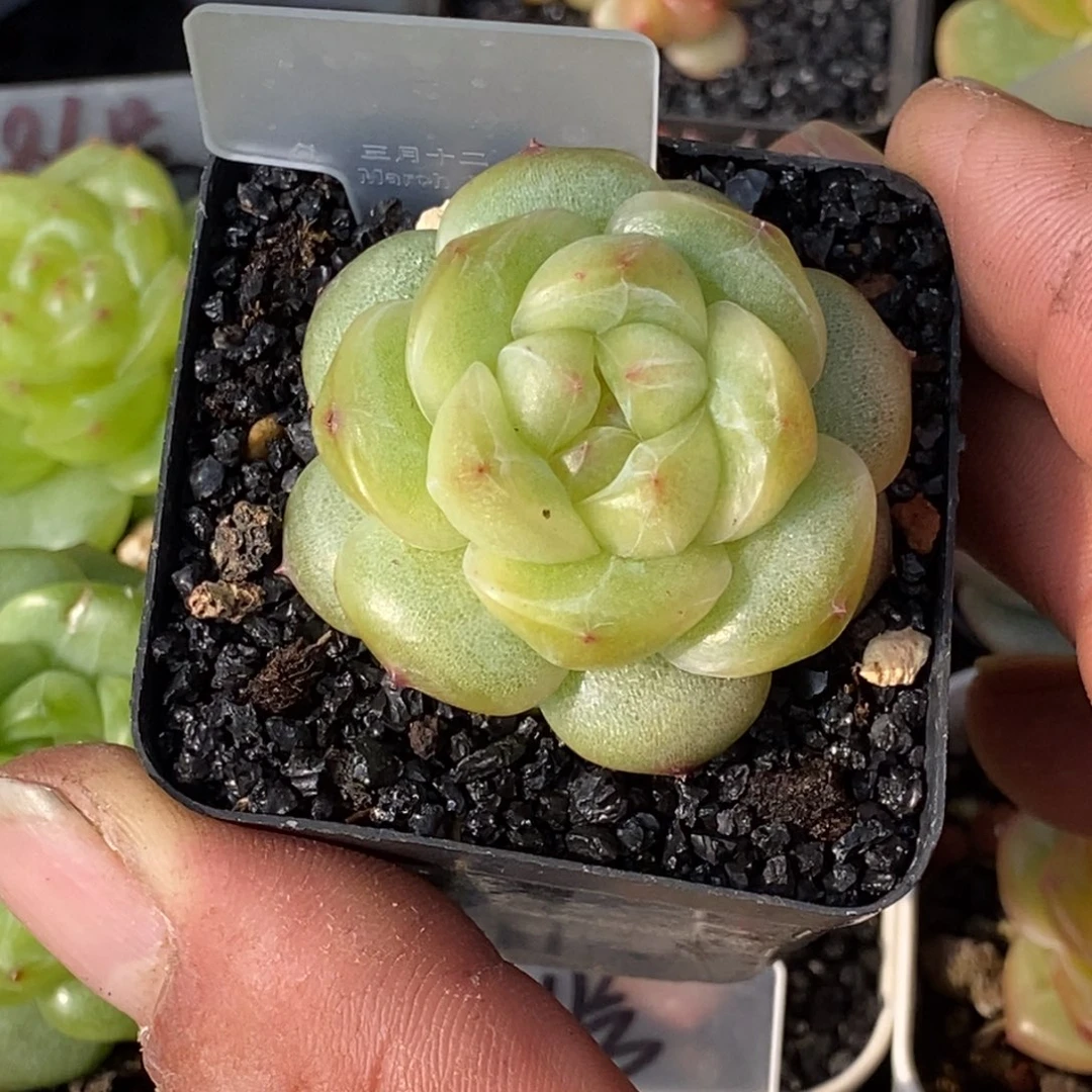 天官赐福百无禁忌