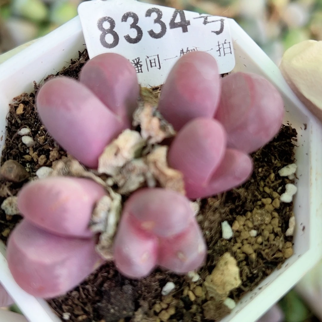 8334 好养易活生石花大母本