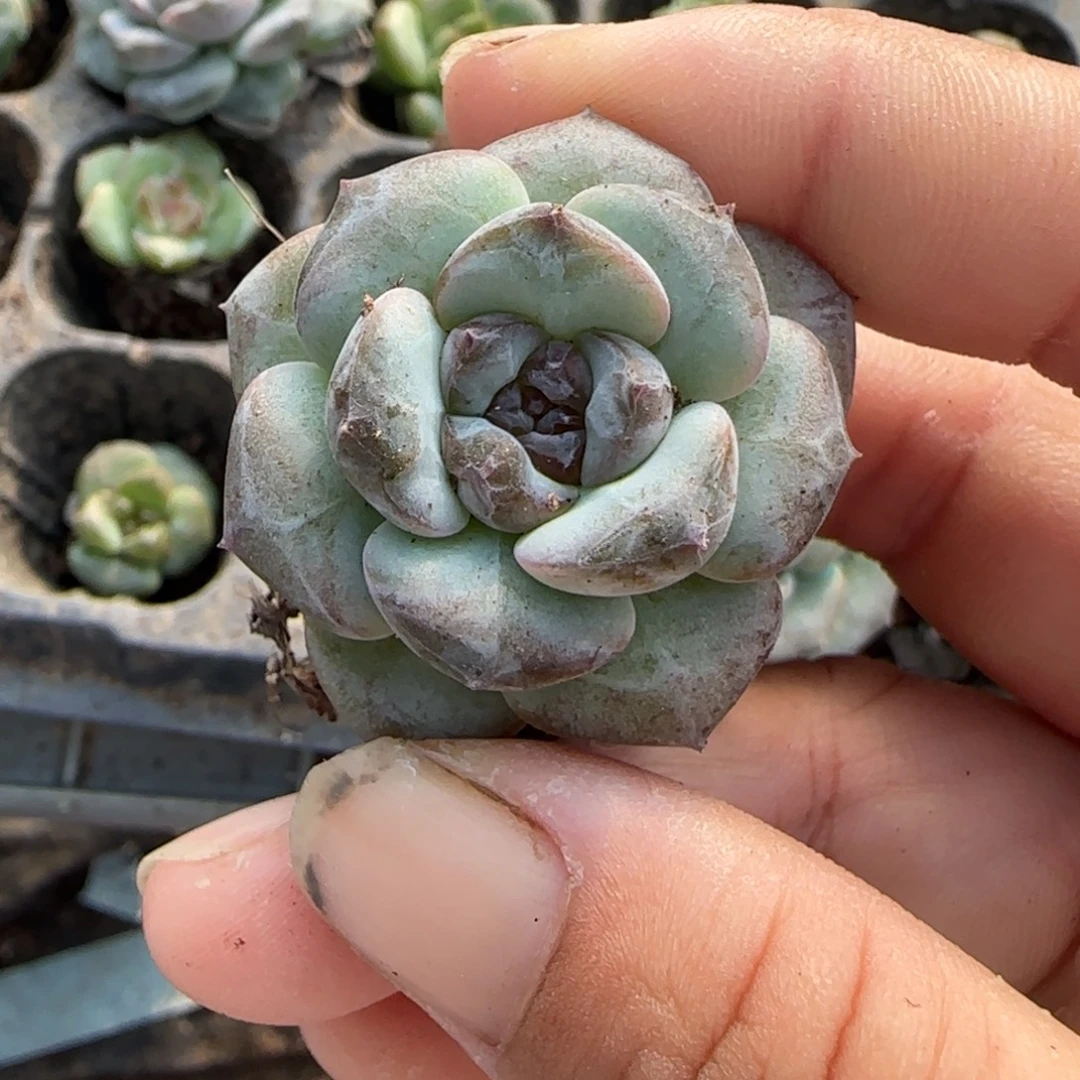小卡拉米糖心一物一拍