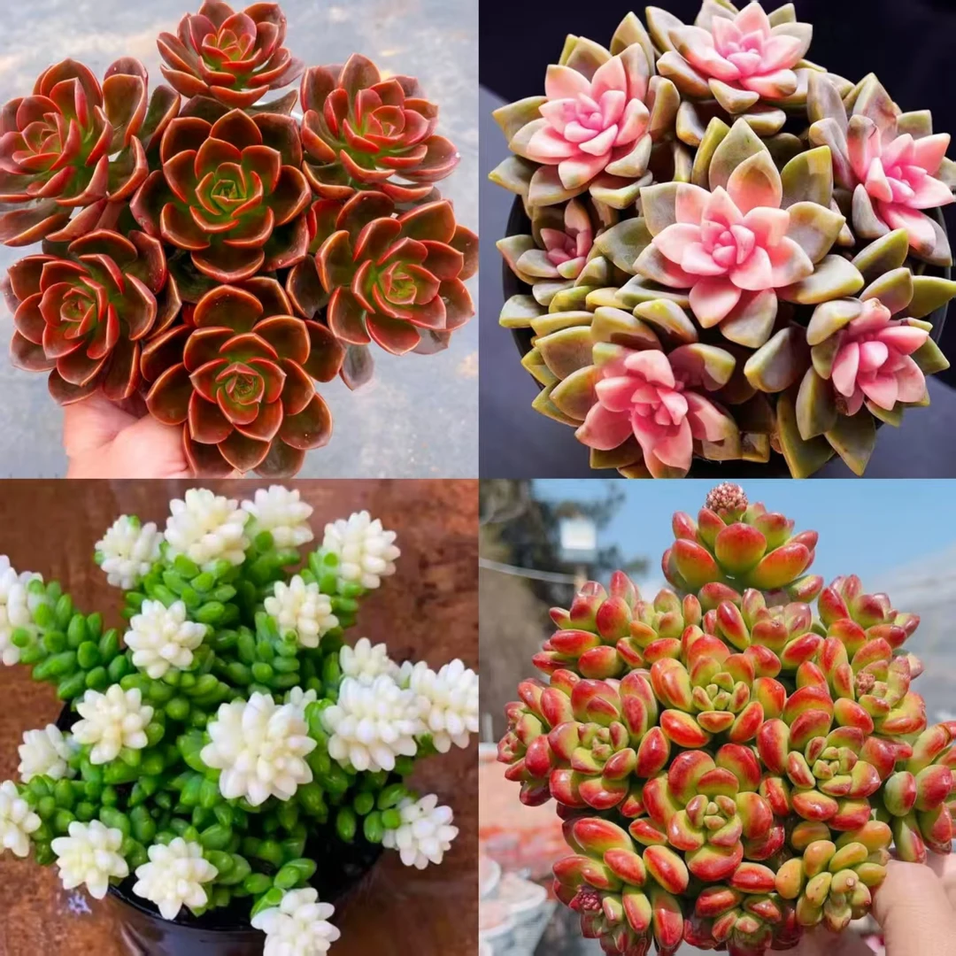 T【年宵花多肉组合】 实物耐冻耐旱新手好养年宵纳福云南种植包售后