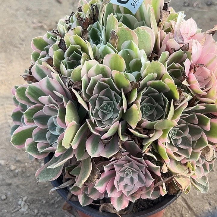 9.4-2男神多肉植物5