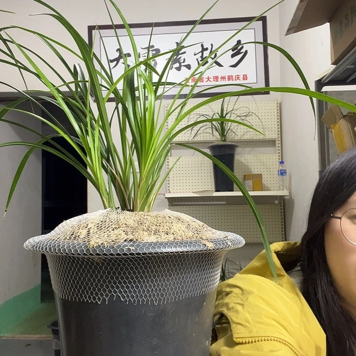 大部分开放少量花苞