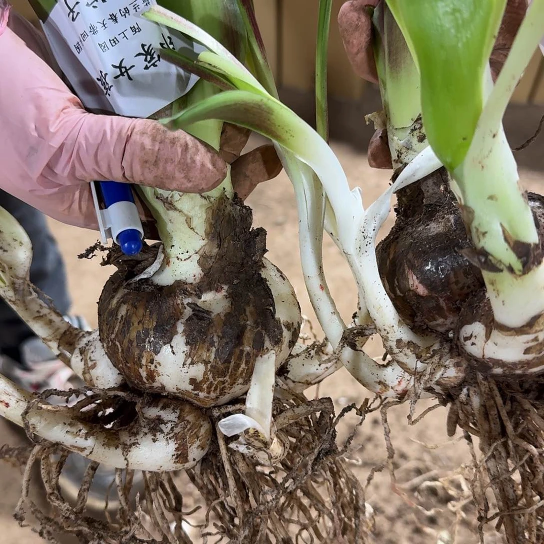 邻家女孩7+坨子开花球发发发