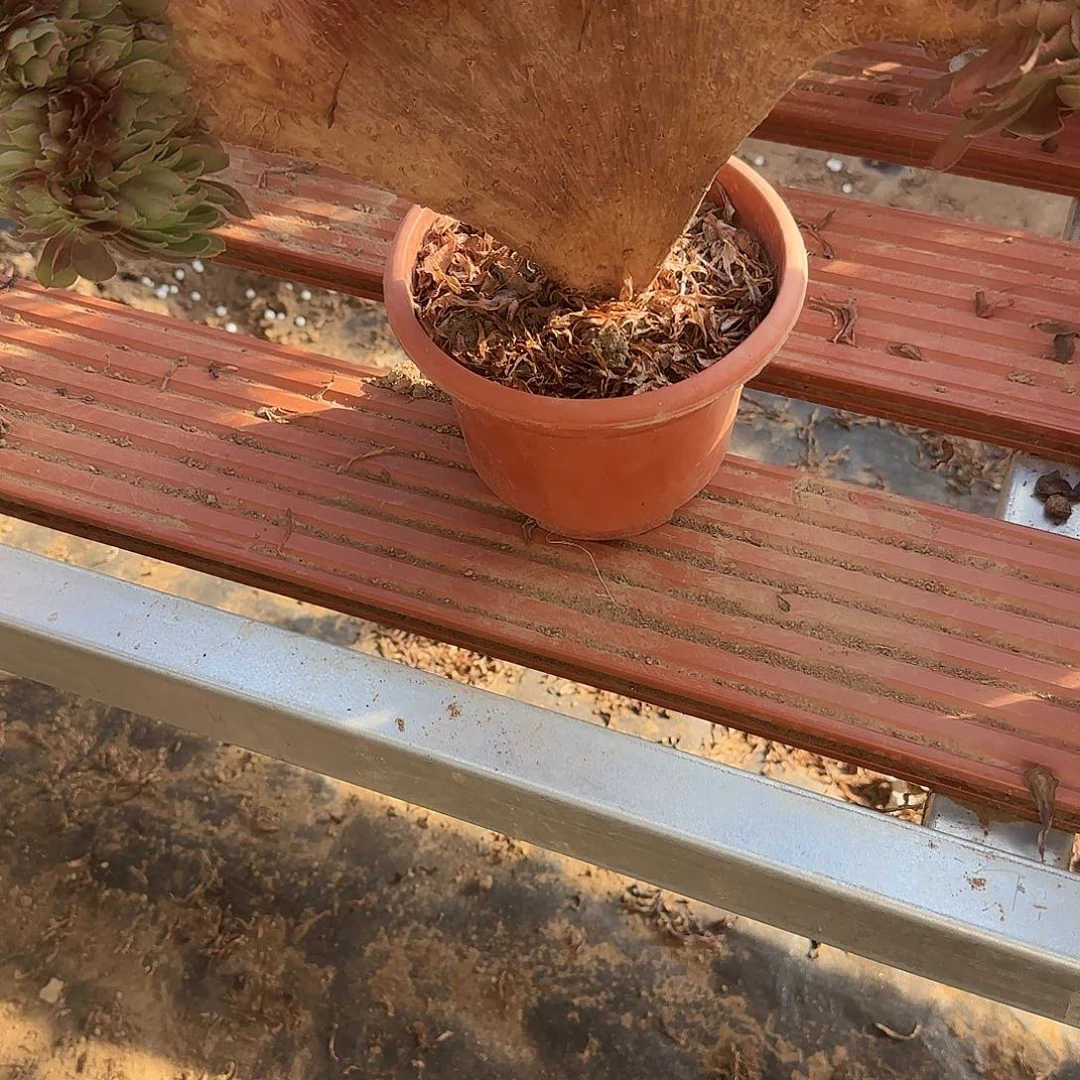 芮缀话吞吐发货缀话