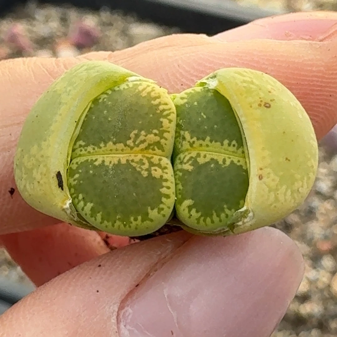 859OK拒绝路透来了