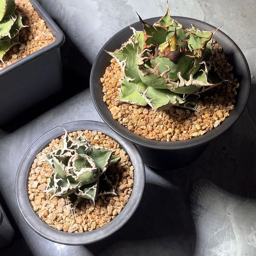 红***酒狼人，凯撒组合