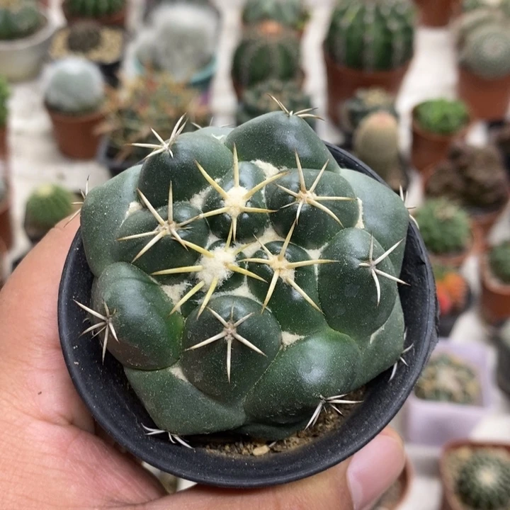 实生安宅象牙特价