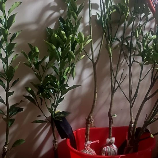 脆蜜金柑，带土球发货