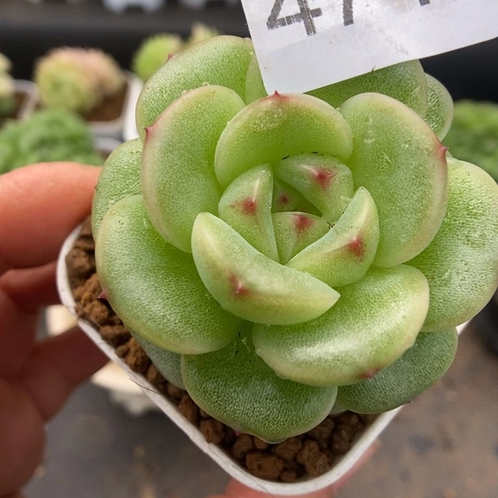 一物一拍一物一拍1118-474