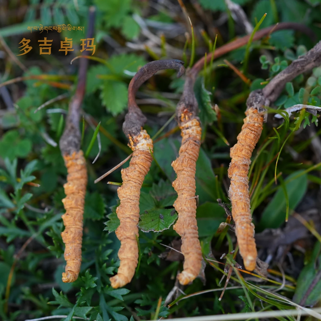 【精品虫草】50根正宗青海玉树杂多天然冬虫夏草非人工培育