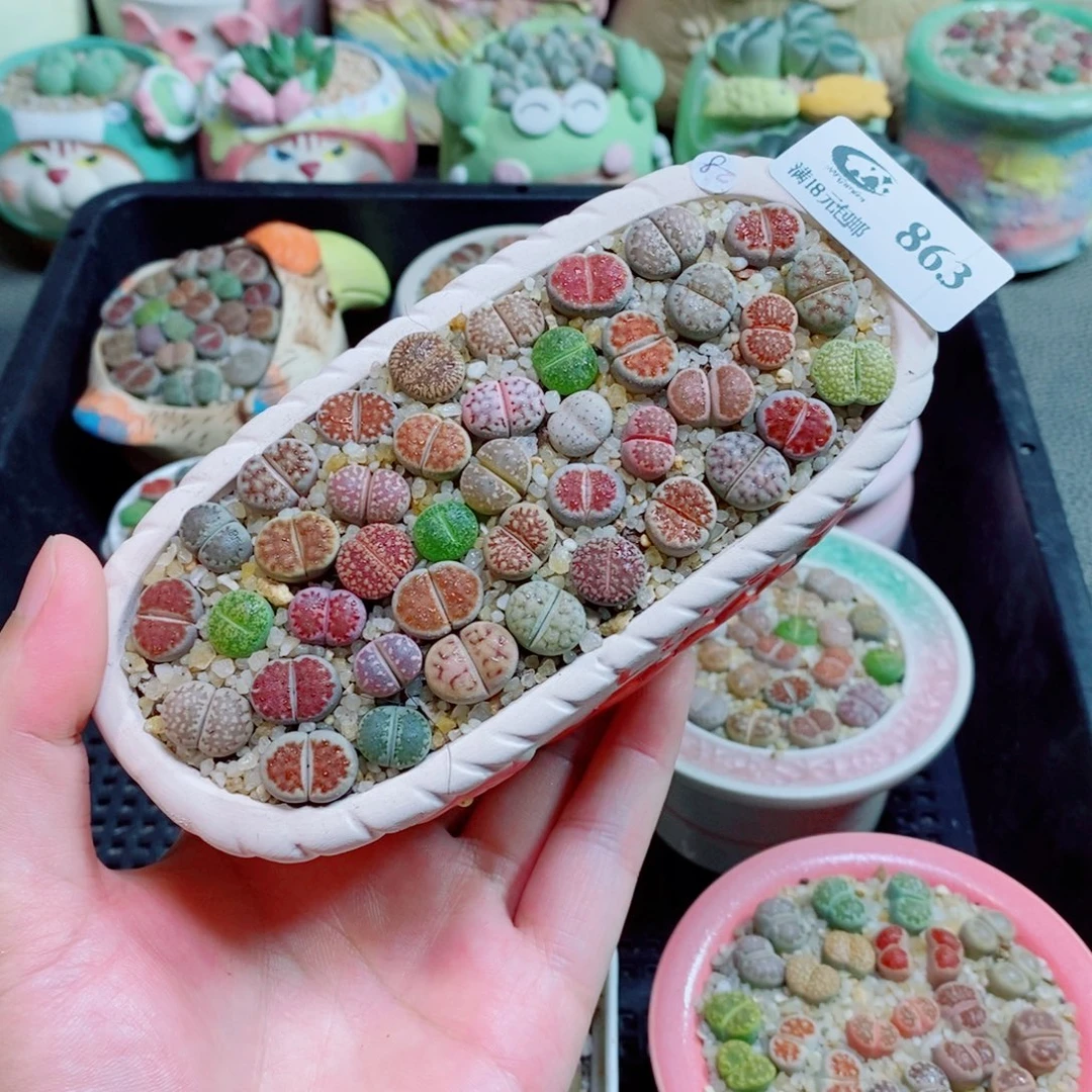 生石花花花花花花花863