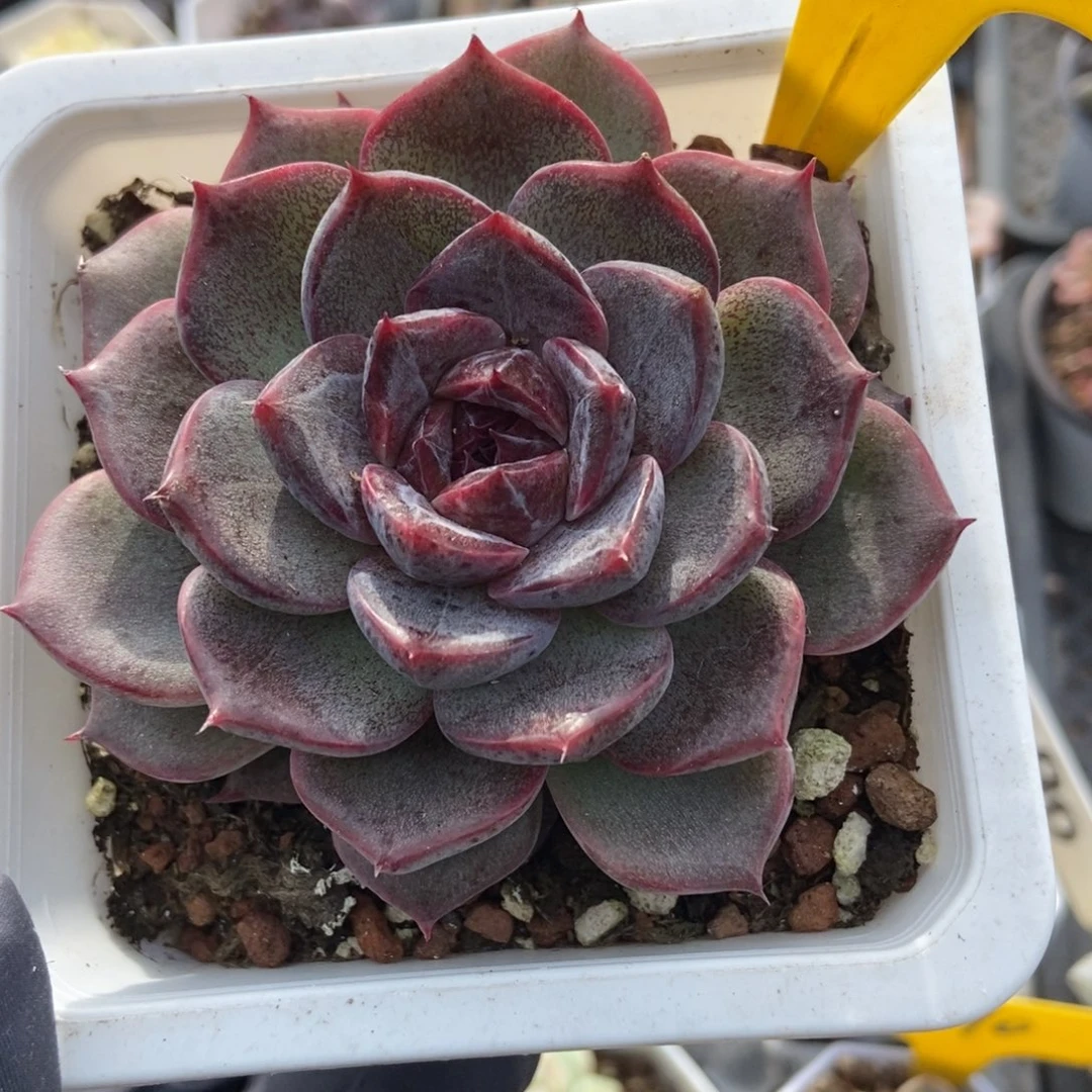 634多肉植物多肉植物