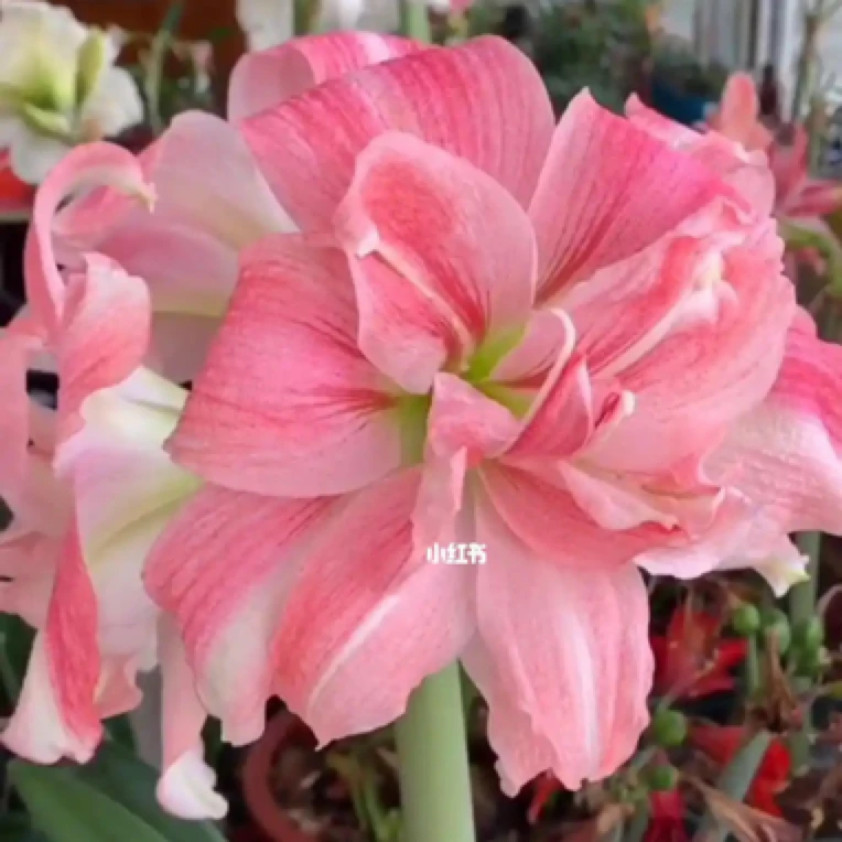 室内花卉种球朱顶红之重瓣玫瑰花样4.5-5厘米