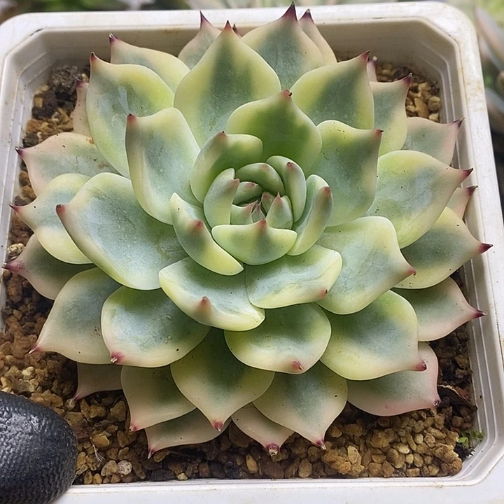 055吉娃娃锦锦锦锦