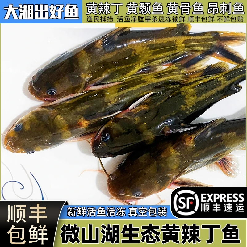 微山湖生态黄辣丁新鲜活鱼现杀黄颡鱼淡水三角峰嘎咕鱼黄骨鱼顺丰