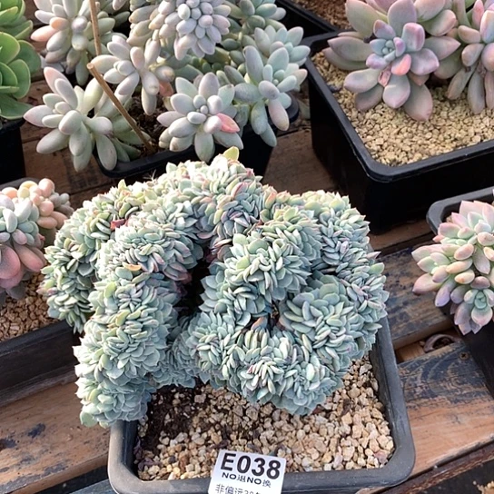 原始海棠花缀化038  亏本处理退款拉黑需延迟发货