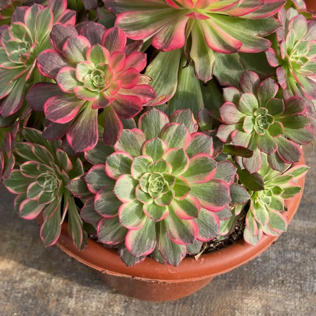 160万花筒有微瑕多肉