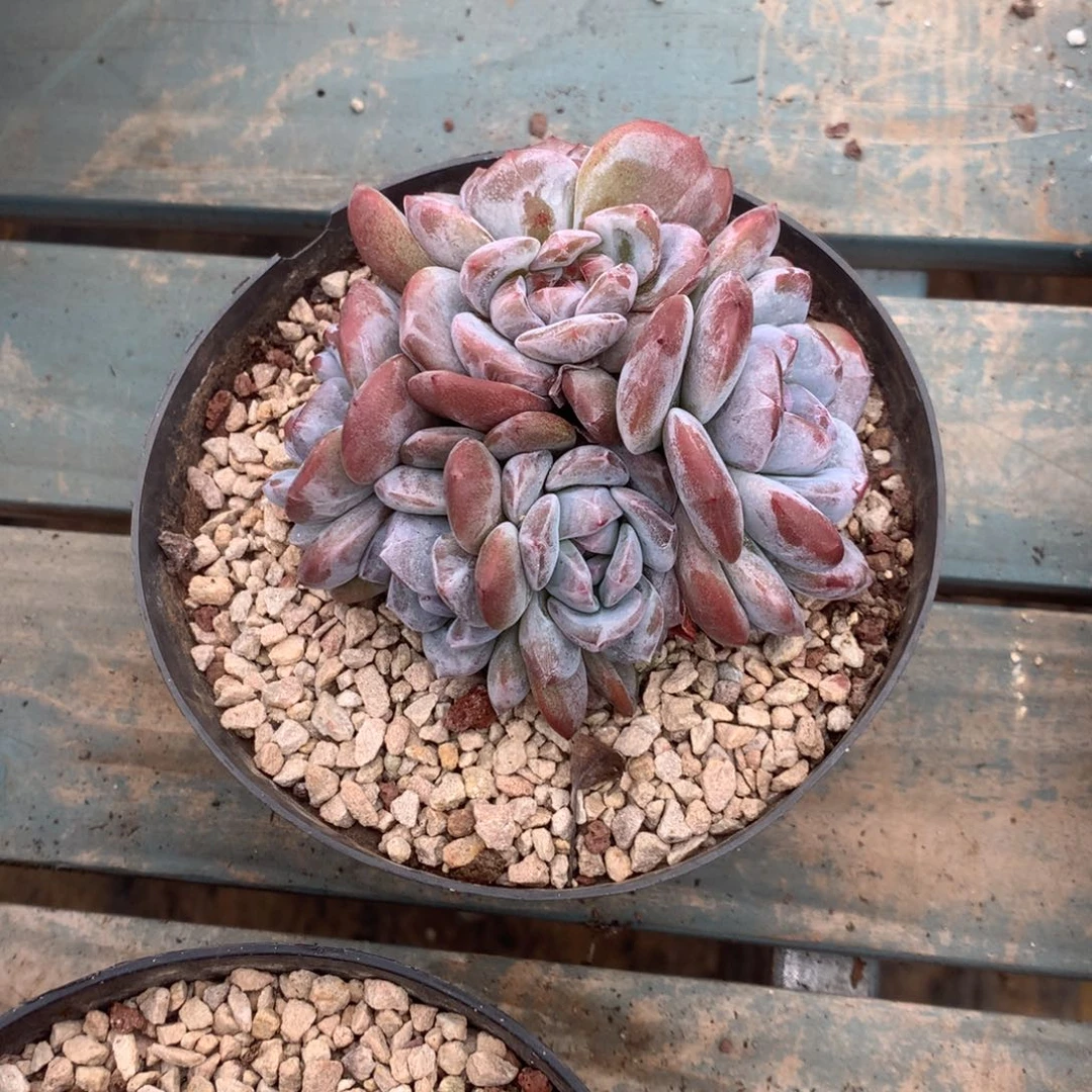 无花朵花花花花花花花花13