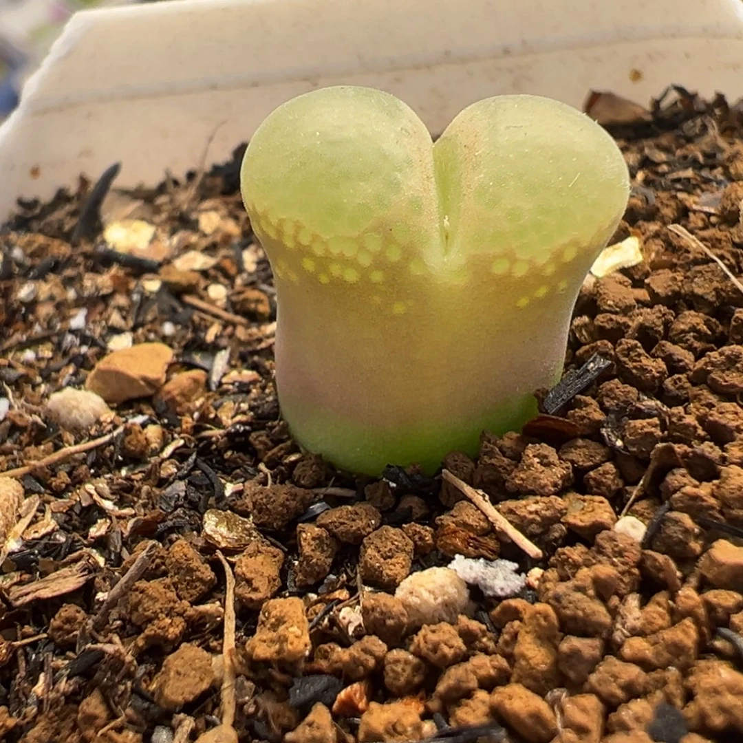 851多肉植物种类多样