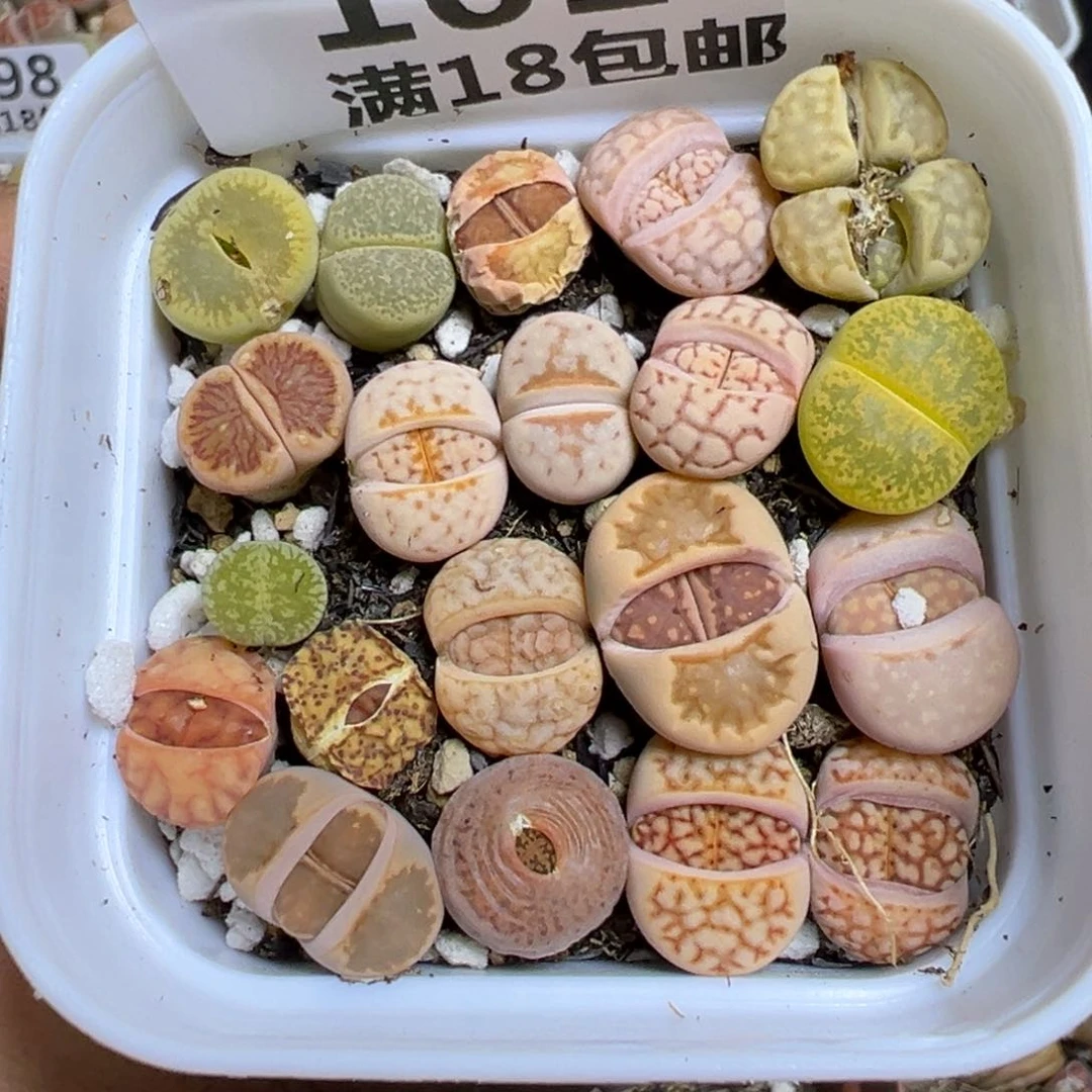 【闪购商品】 101。