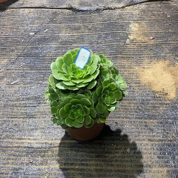 618，绿羊绒13567899999