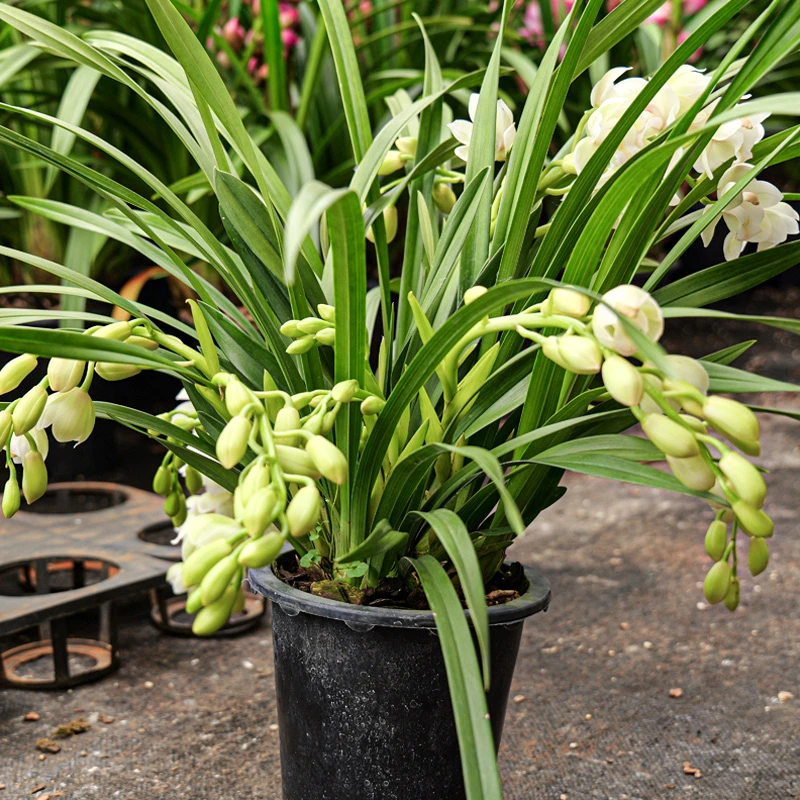 [白玉香兰]大花蕙兰年宵花桌面兰好养活
