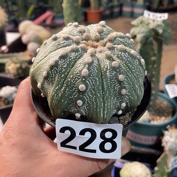 228刺花兜一个仙人球