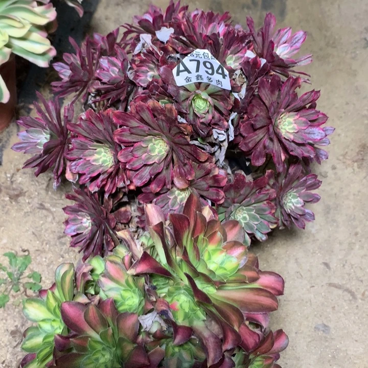 794多肉植物一物一拍