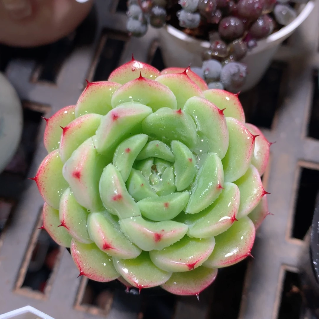 5CM拇指盆精控多肉ZR647