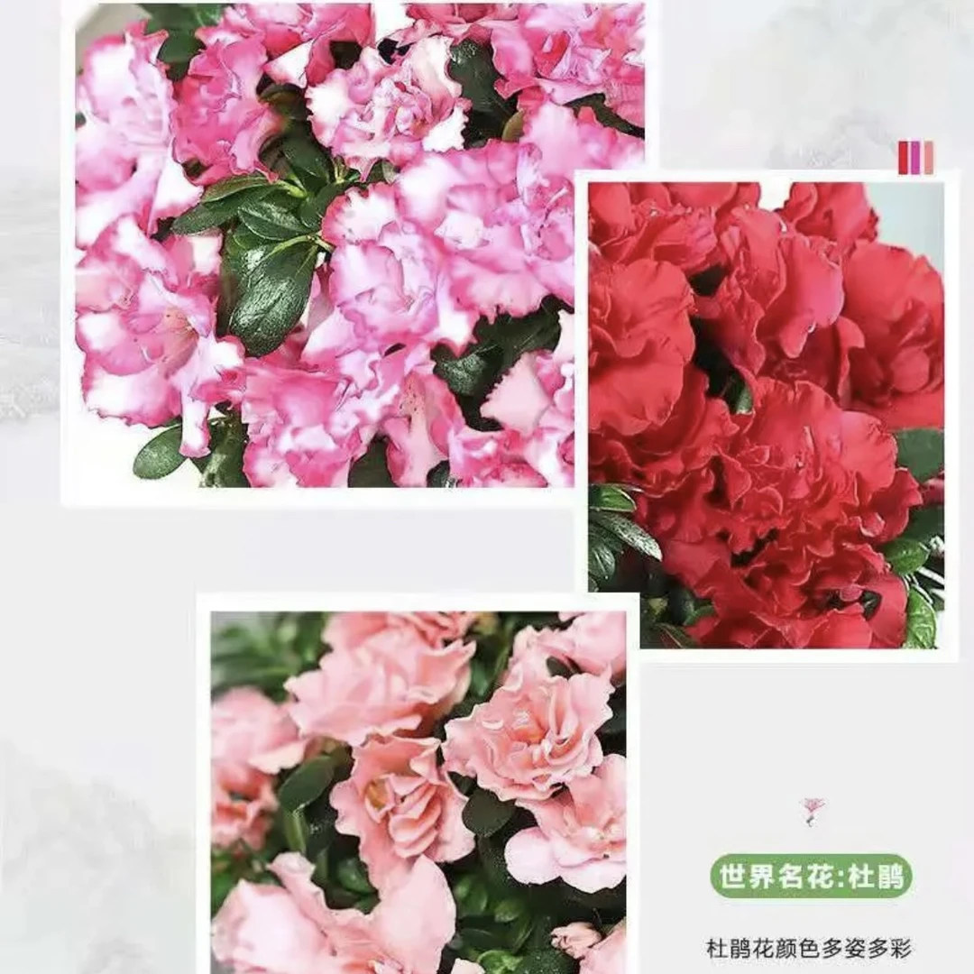 【主播推荐】各品种诱惑组合杜鹃花稀有名贵品种多花色