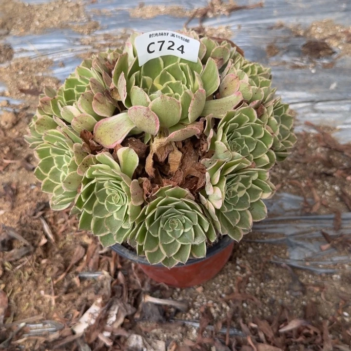724高贵。多肉植物