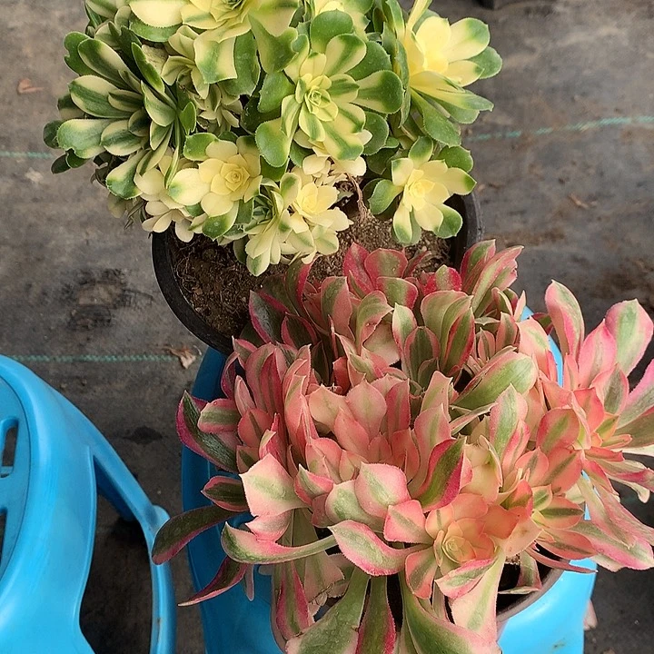 576法师2棵砍过多肉植物
