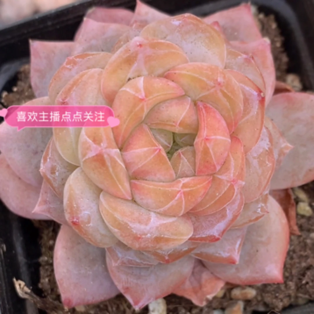 （1颗包邮）霓裳 6cm 多肉植物 猫小姐多肉