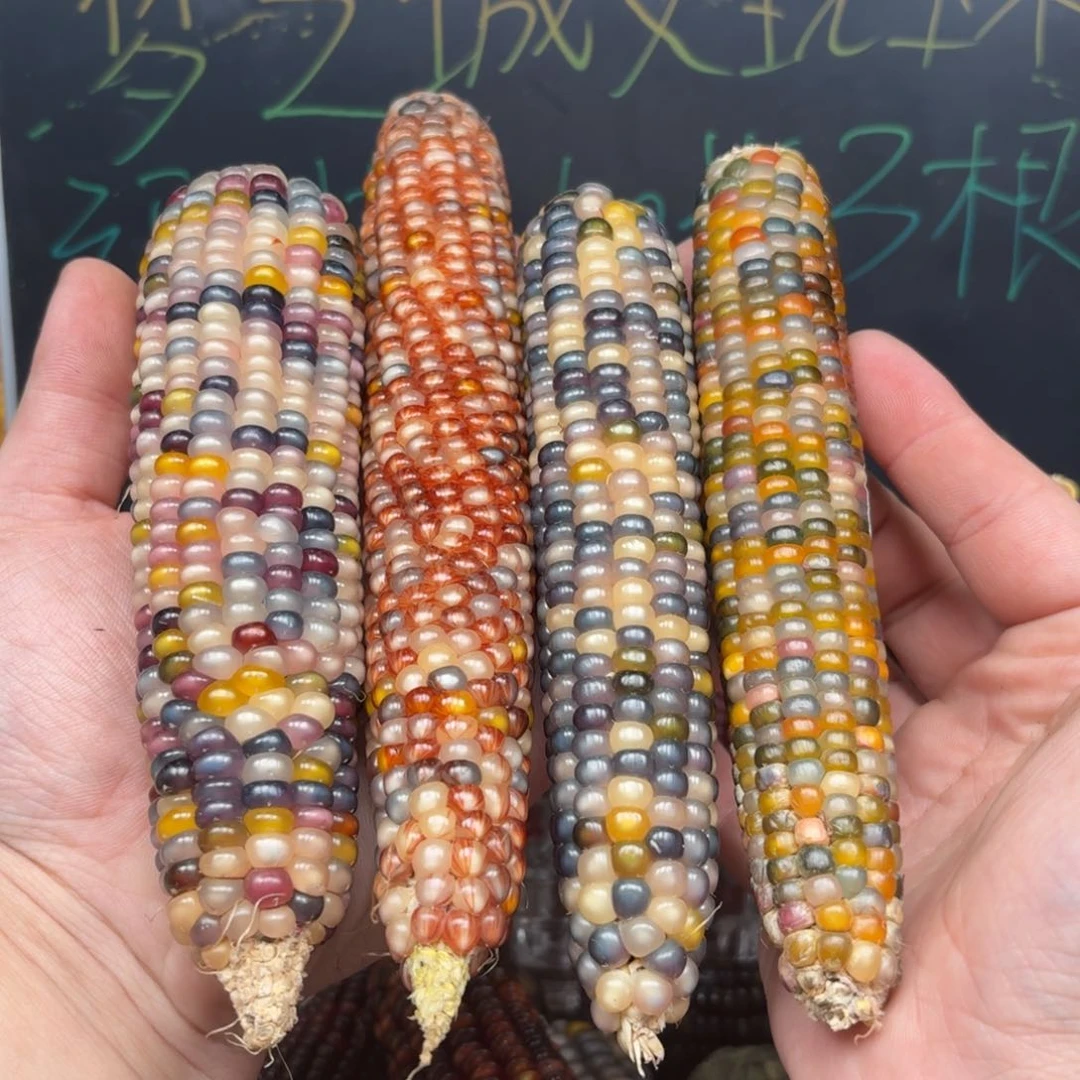 柏香籽/百香籽吊坠钱*宝