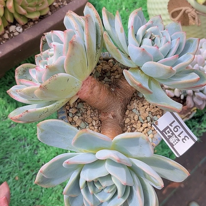 泡芙3191多肉植物