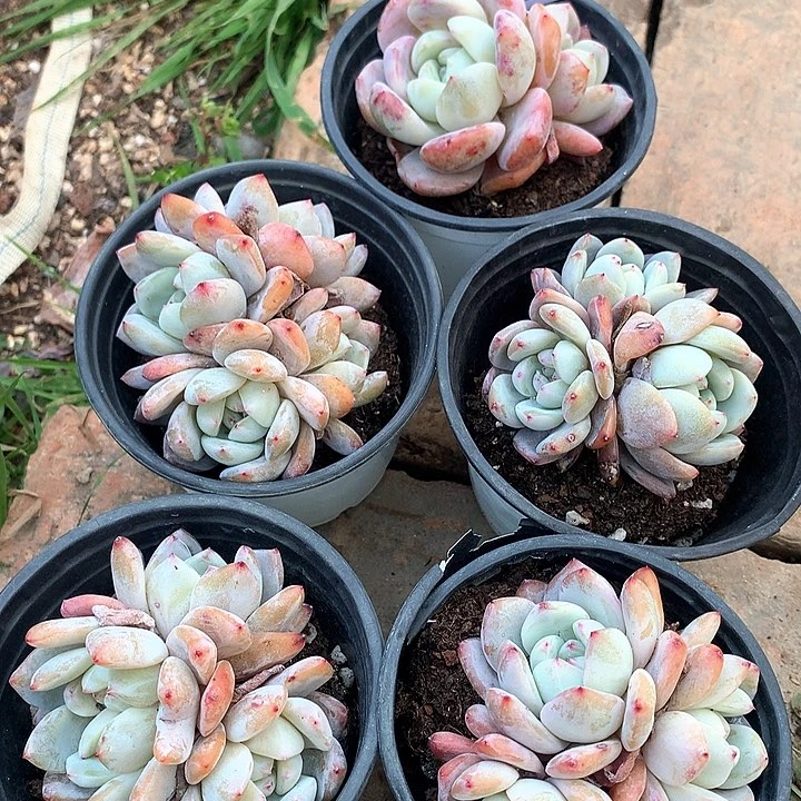 夙*小梦露五盆A957号