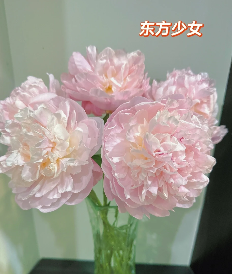 【东方少女】菏泽正宗观赏芍药花苗带根多年生重瓣大花盆栽芍药