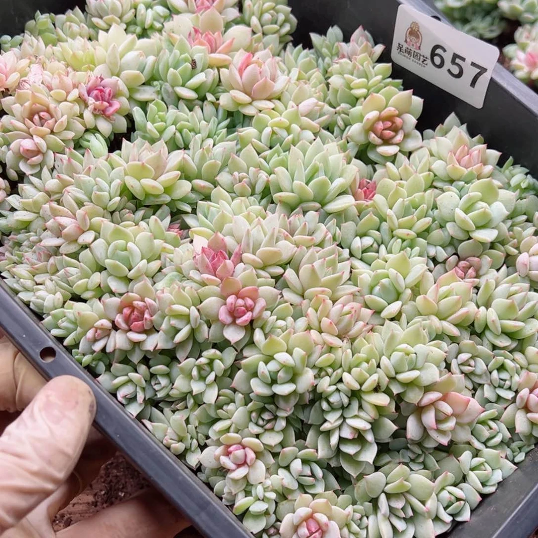 刘****多肉植物多肉植物