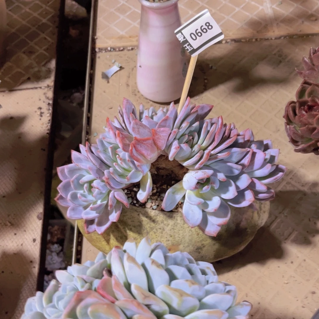 大***鱼橙梦露朵朵缀0668