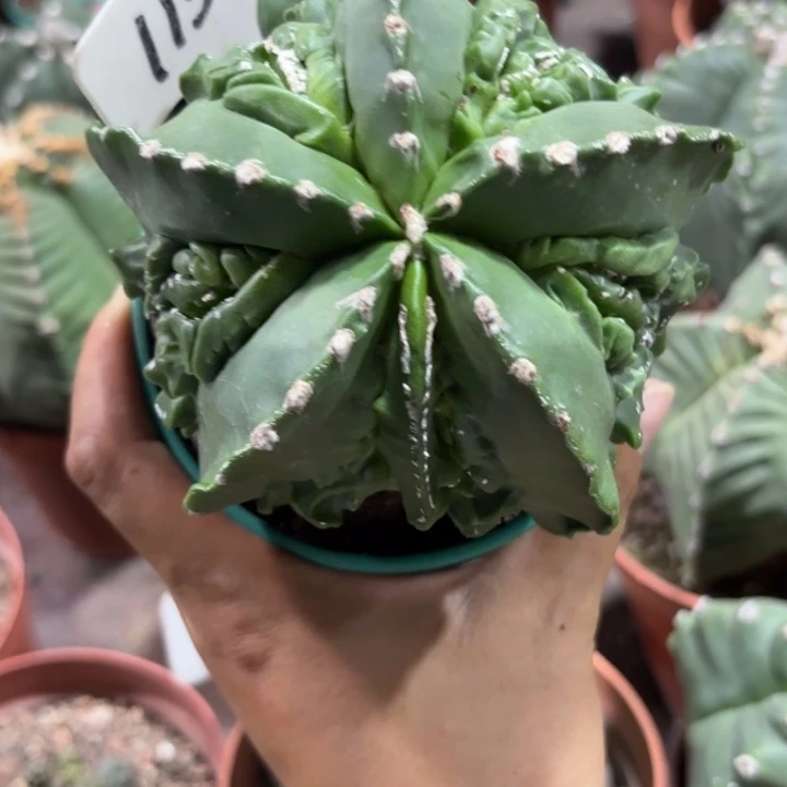 1159实生核桃好养皮实