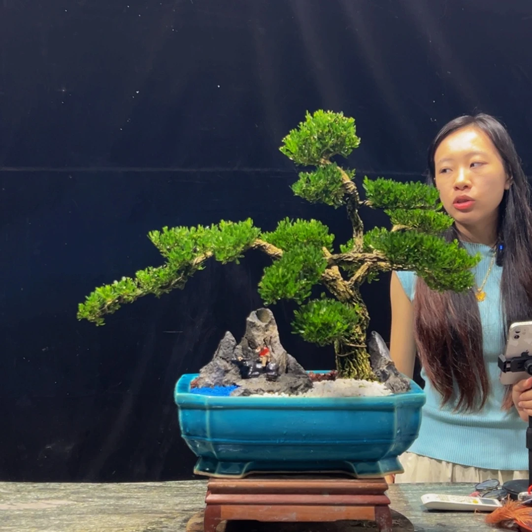 无花朵广东皱皮雀舌黄杨
